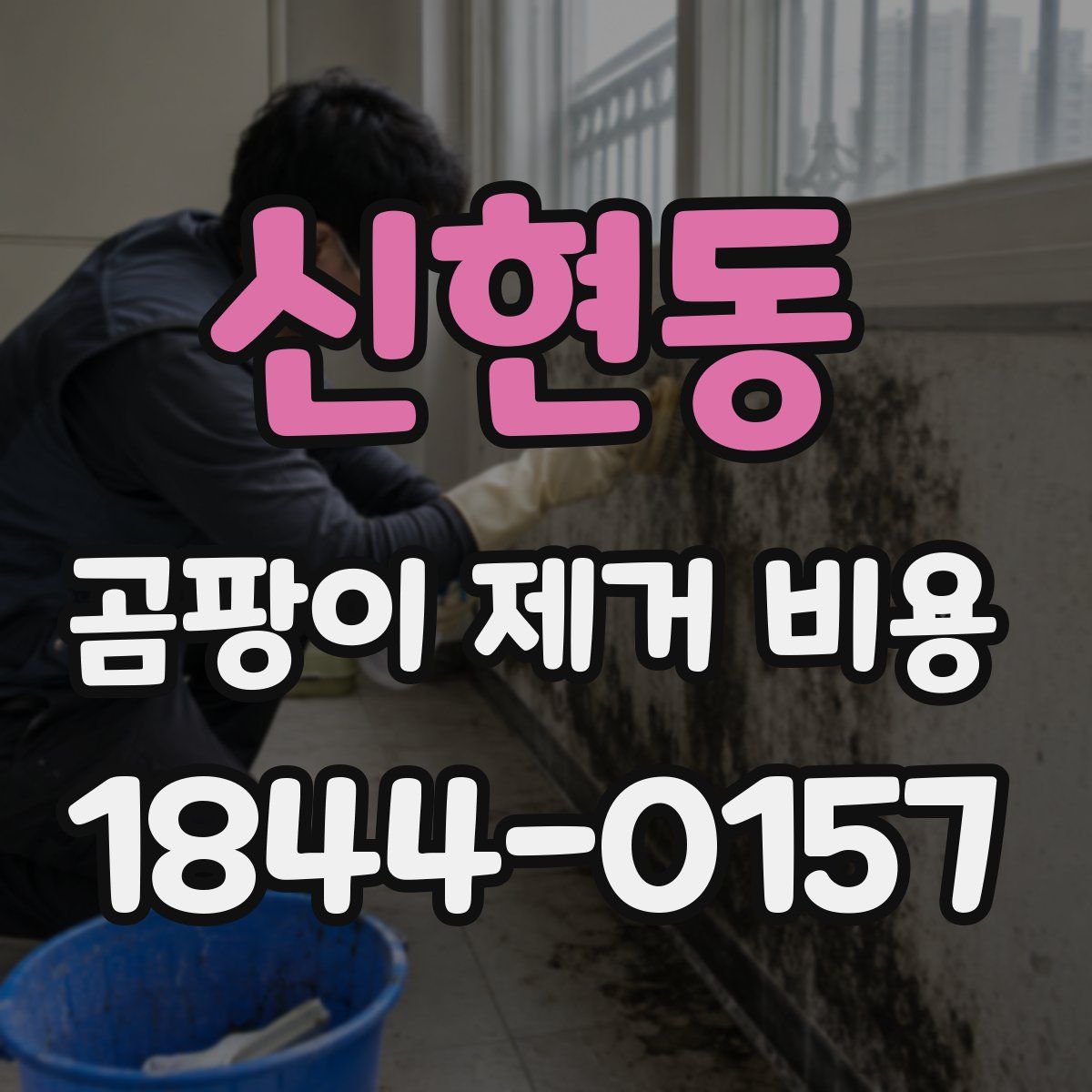 신현동 곰팡이 제거 비용