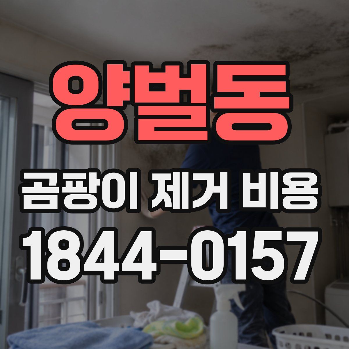 양벌동 곰팡이 제거 비용
