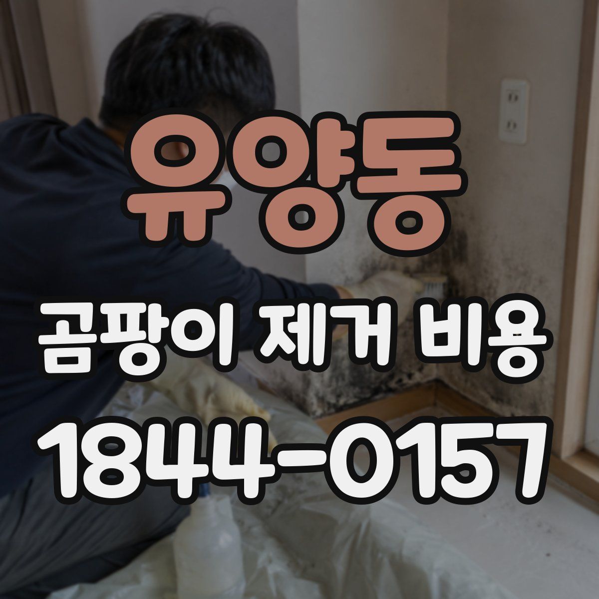 유양동 곰팡이 제거 비용