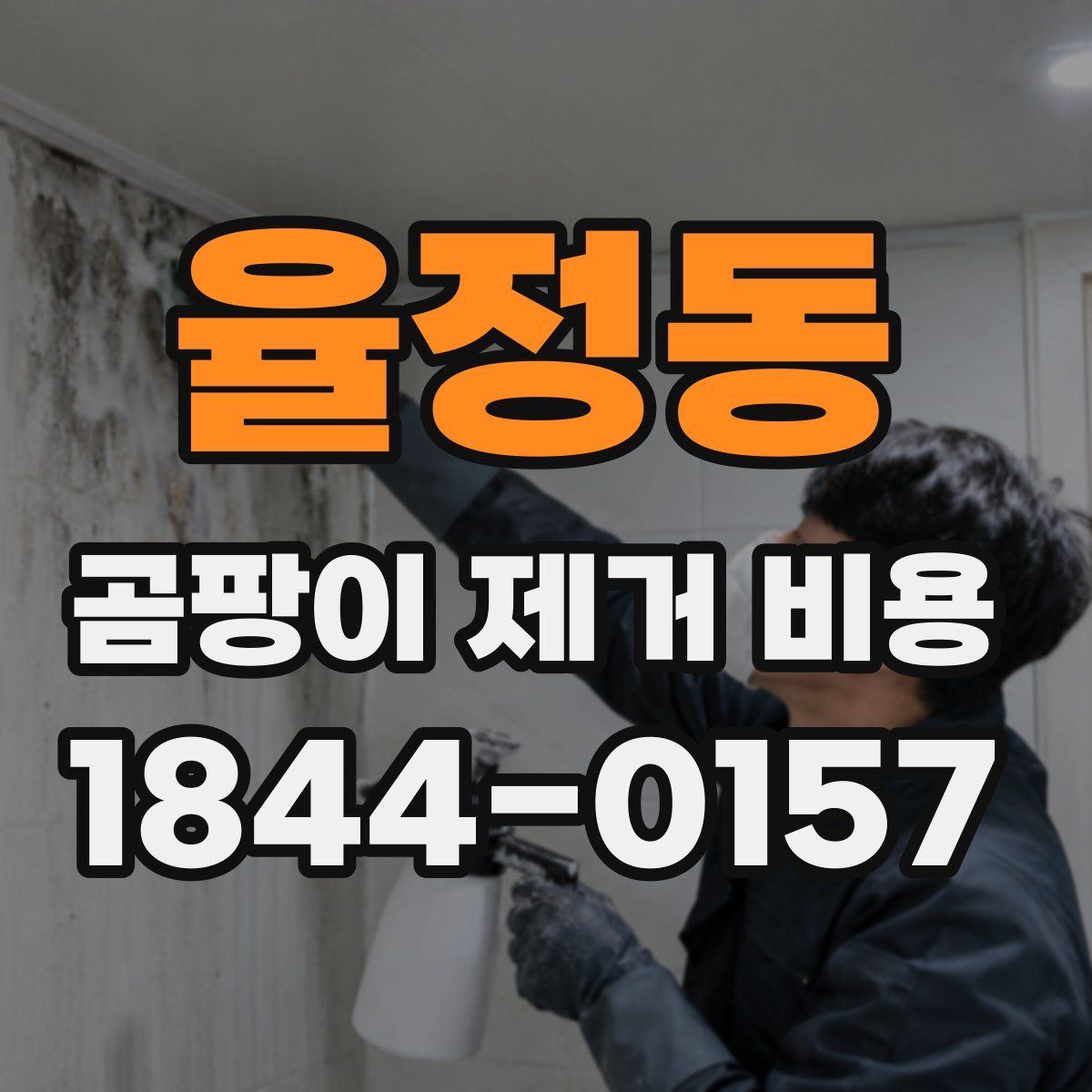 율정동 곰팡이 제거 비용