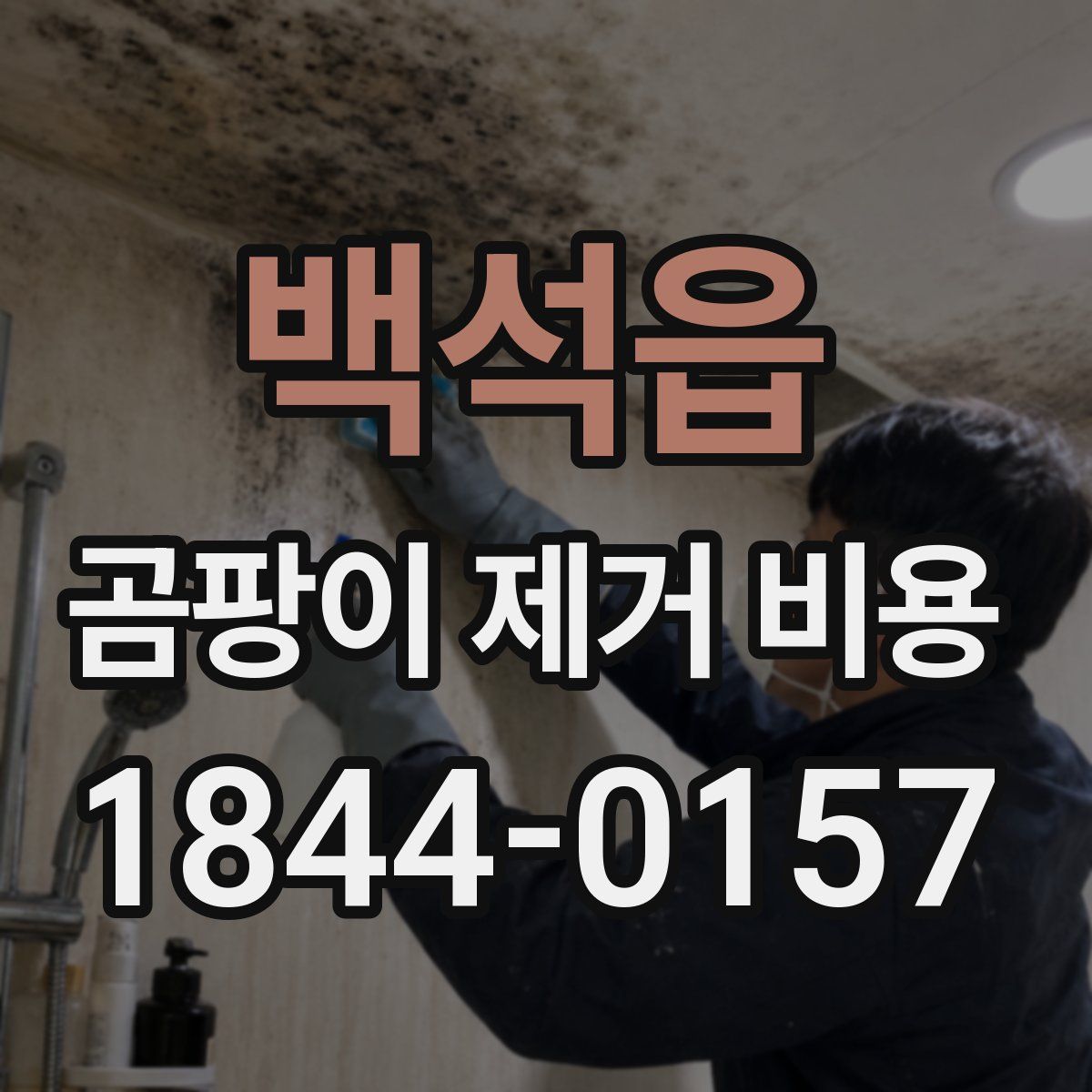백석읍 곰팡이 제거 비용