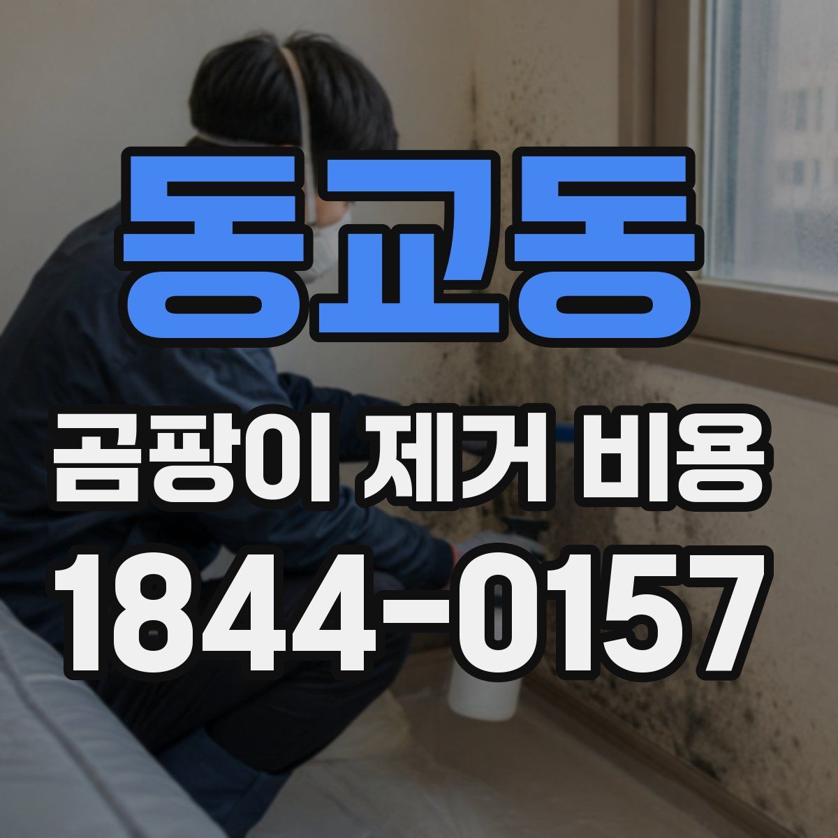 동교동 곰팡이 제거 비용