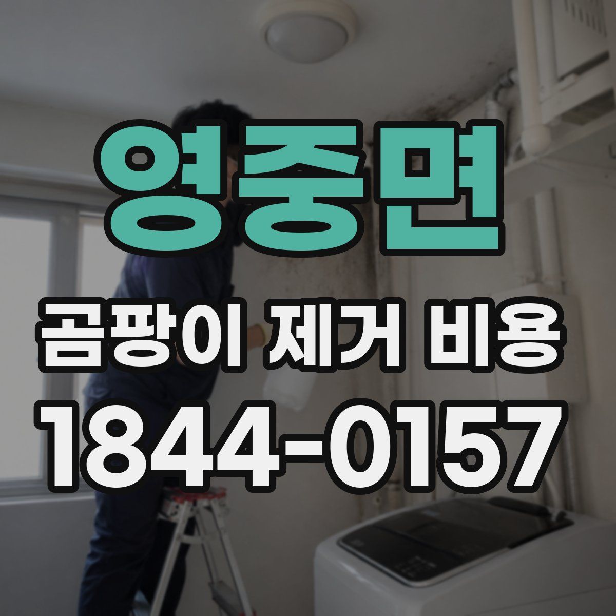 영중면 곰팡이 제거 비용