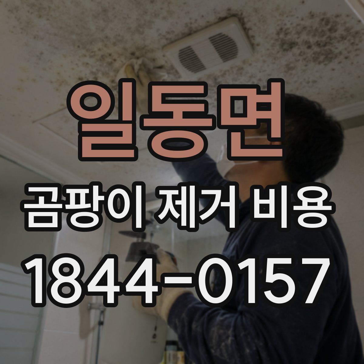 일동면 곰팡이 제거 비용