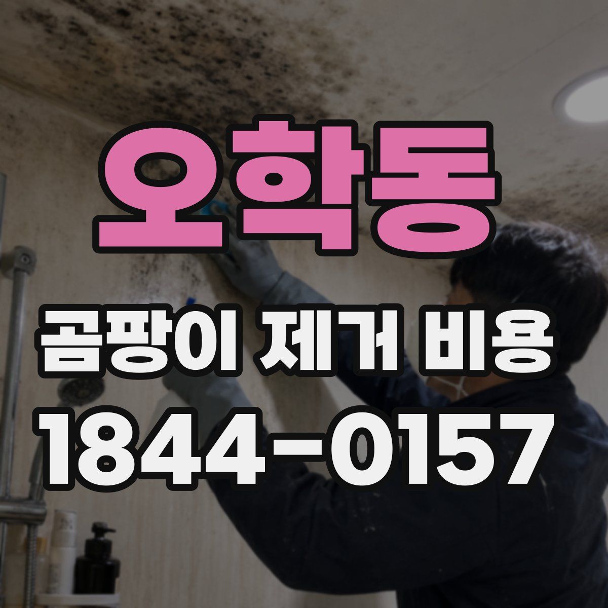 오학동 곰팡이 제거 비용
