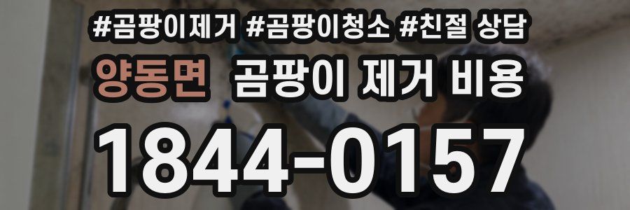 양동면 곰팡이 제거 비용