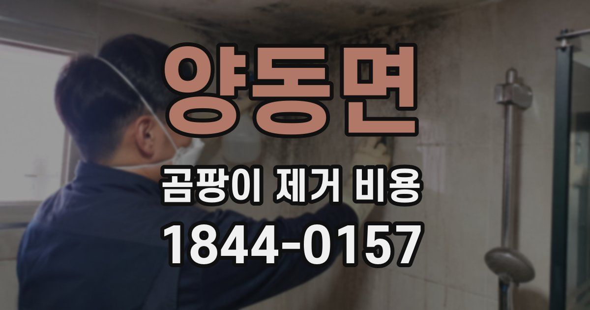 양동면 곰팡이 제거 비용