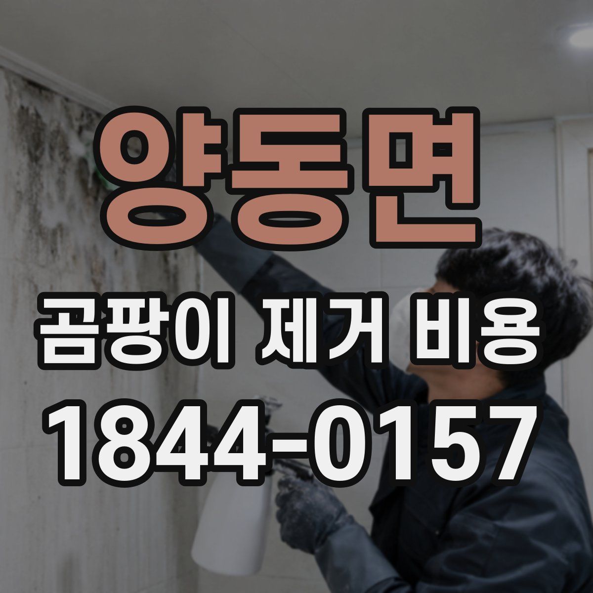 양동면 곰팡이 제거 비용