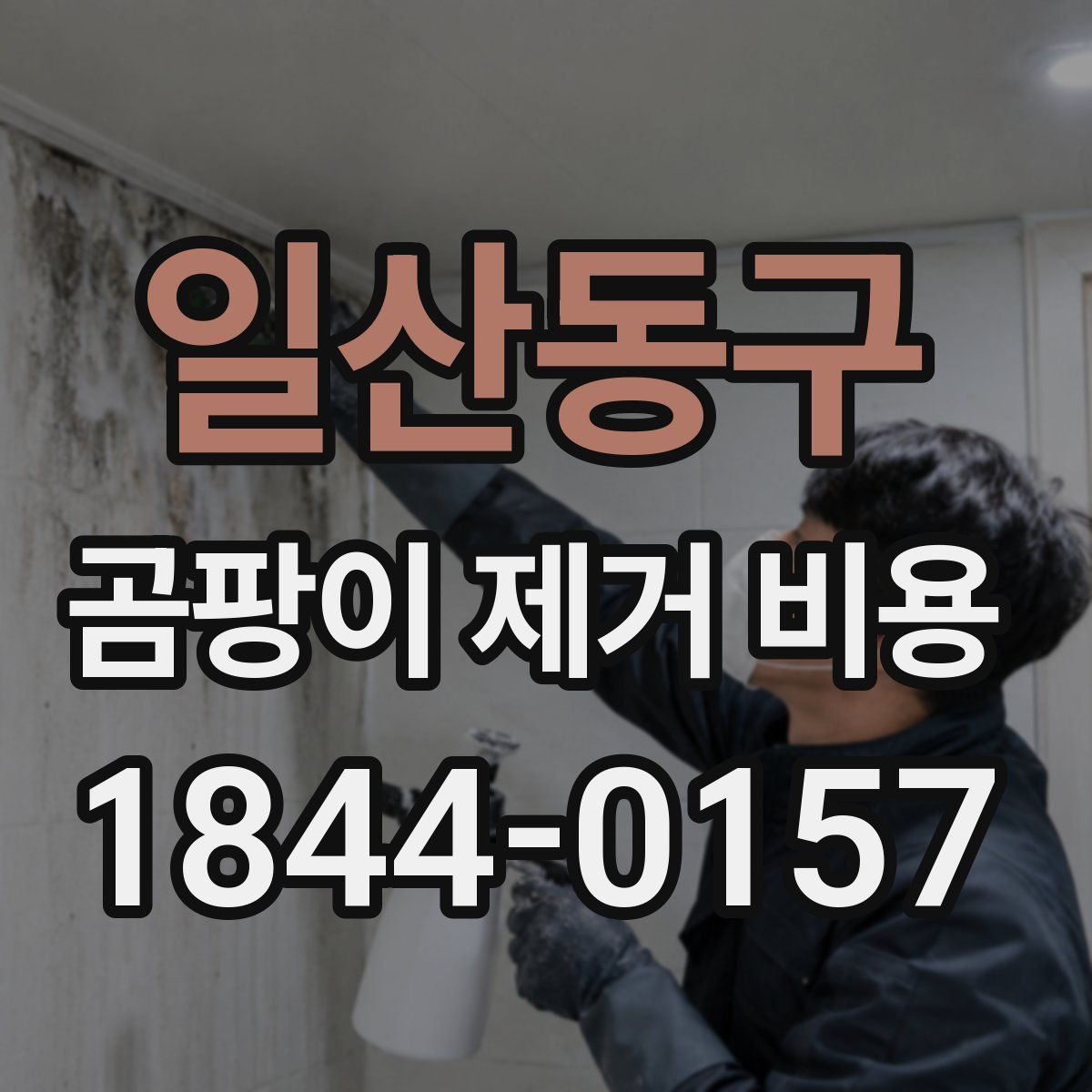 일산동구 곰팡이 제거 비용