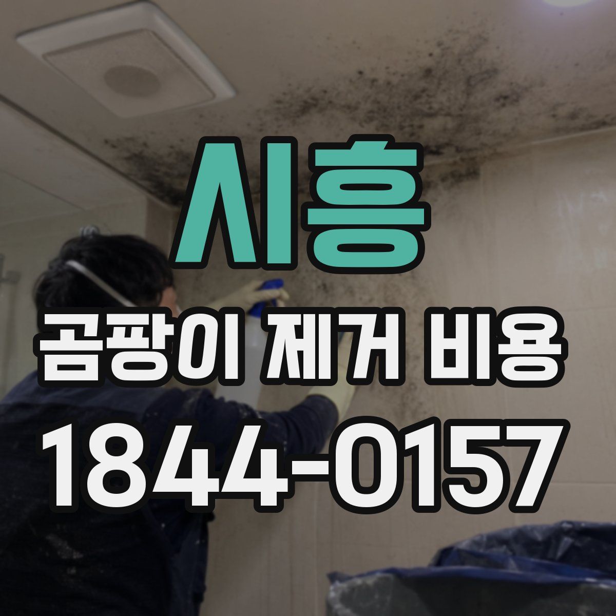 시흥 곰팡이 제거 비용