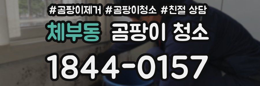 체부동 곰팡이 청소