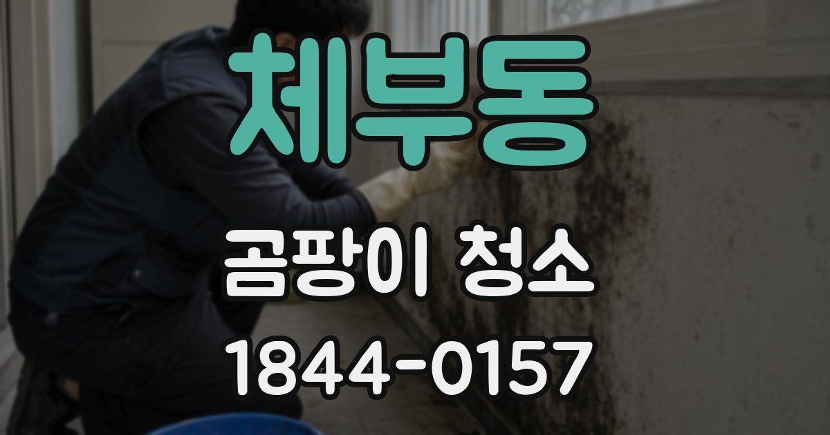 체부동 곰팡이 청소