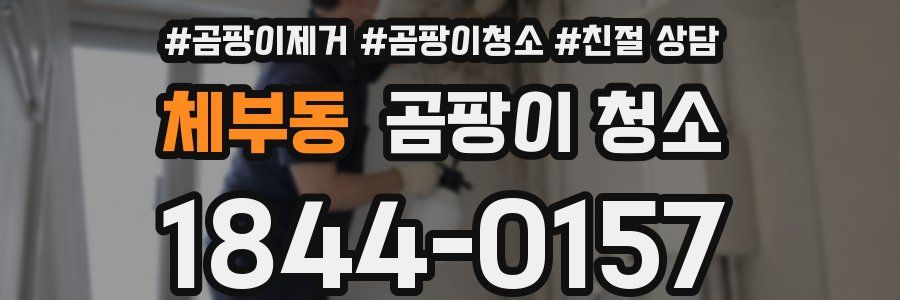 체부동 곰팡이 청소