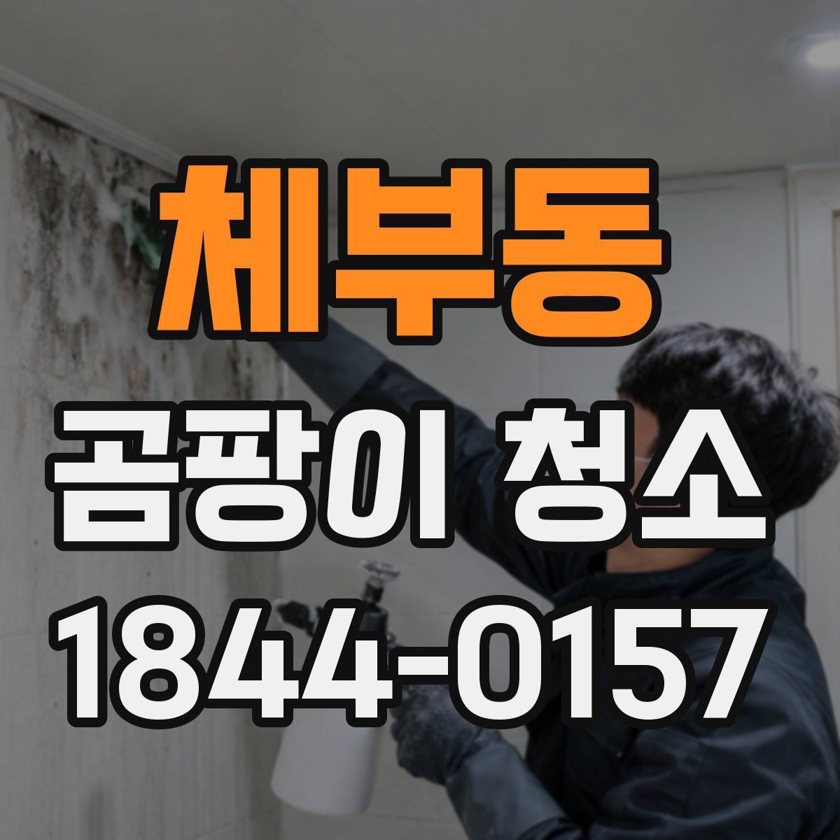 체부동 곰팡이 청소