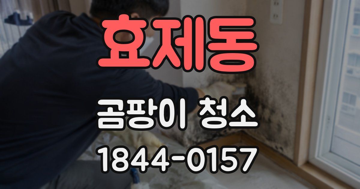 효제동 곰팡이 청소