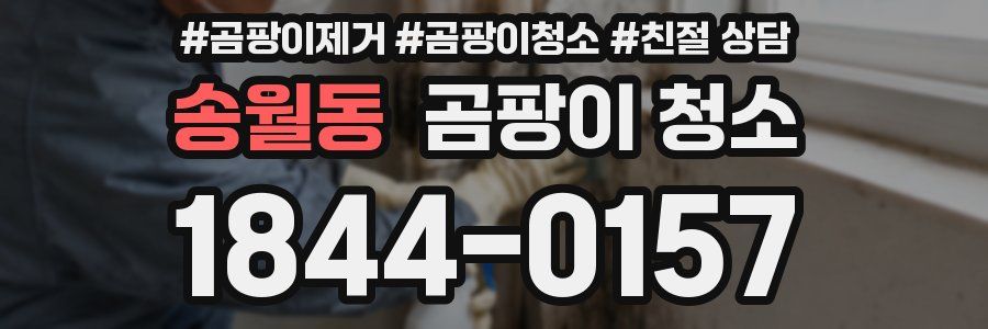 송월동 곰팡이 청소