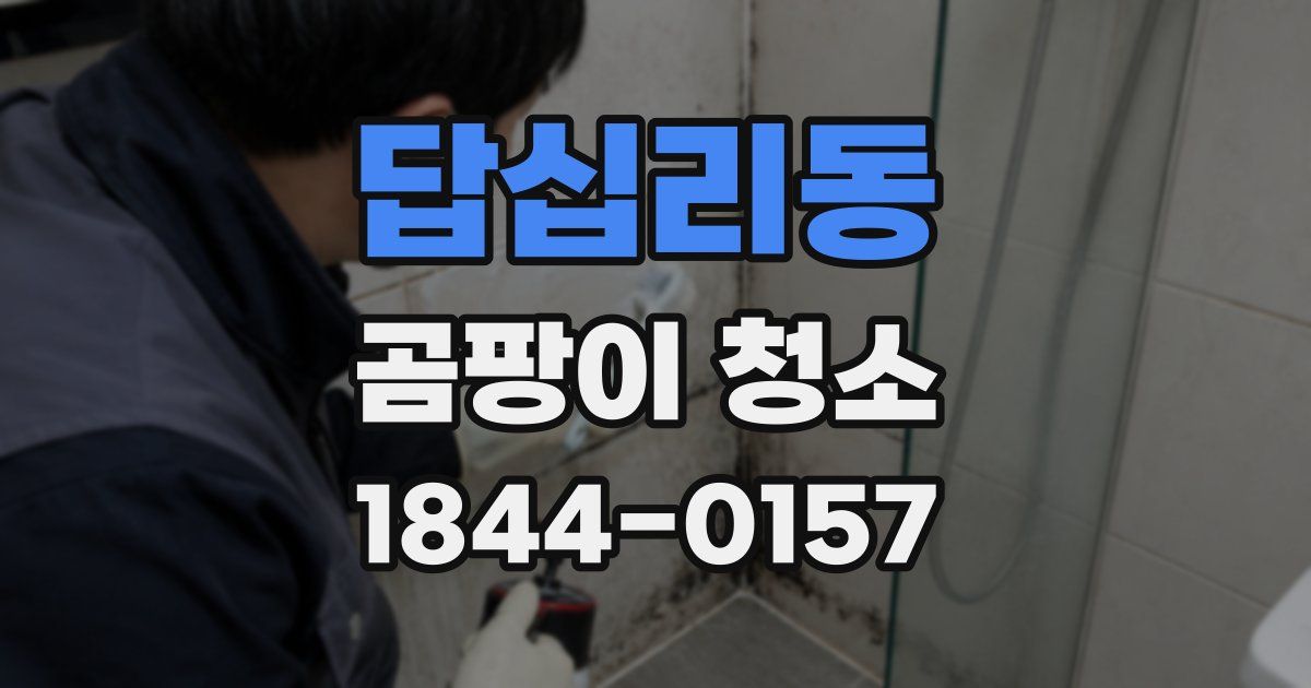 답십리동 곰팡이 청소