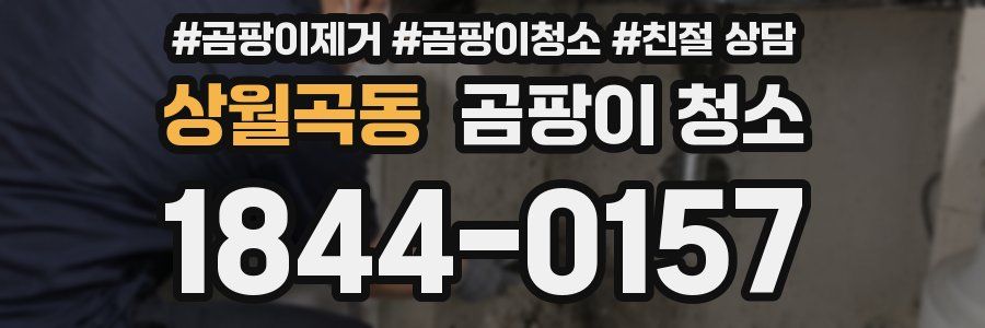 상월곡동 곰팡이 청소