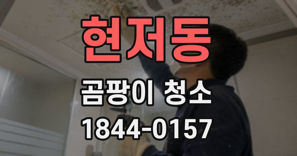 현저동 곰팡이 청소