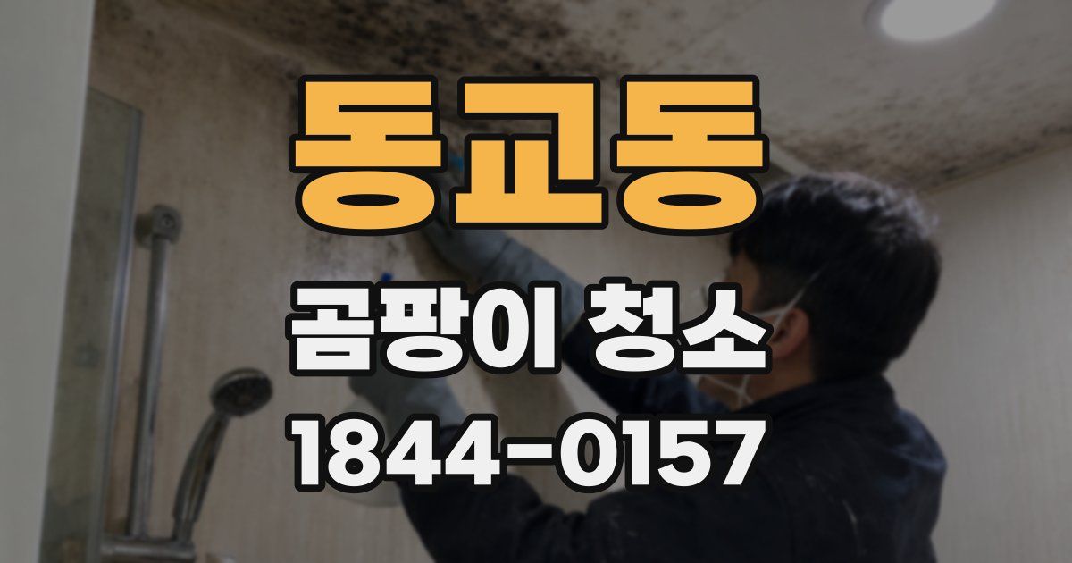 동교동 곰팡이 청소