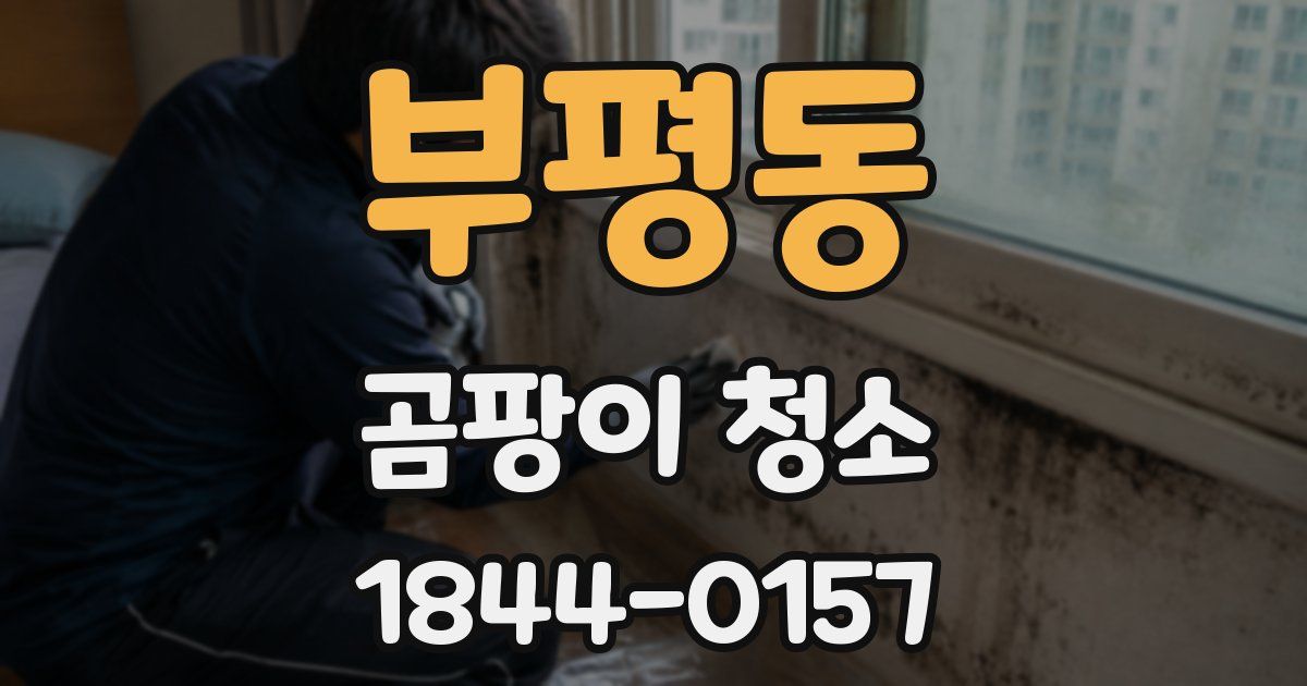 부평동 곰팡이 청소