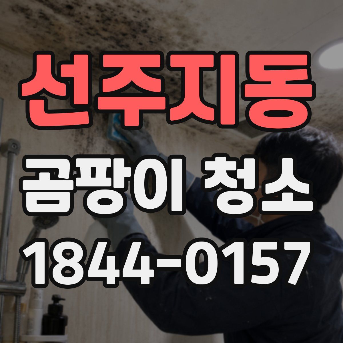 선주지동 곰팡이 청소