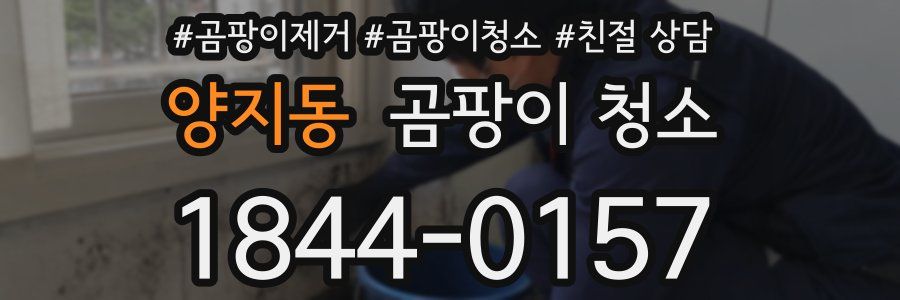양지동 곰팡이 청소