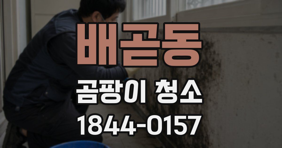 배곧동 곰팡이 청소