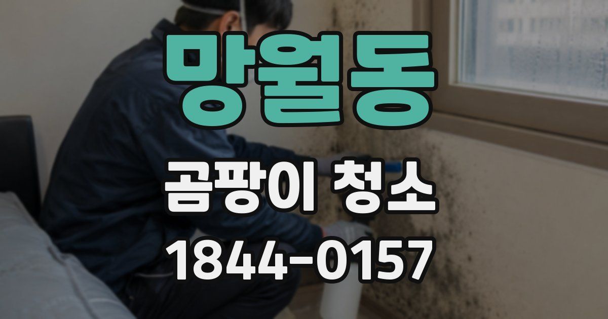 망월동 곰팡이 청소