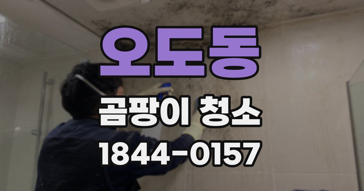 오도동 곰팡이 청소