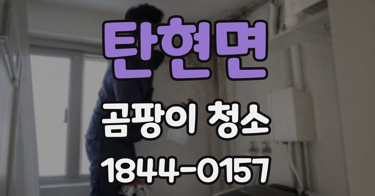 탄현면 곰팡이 청소