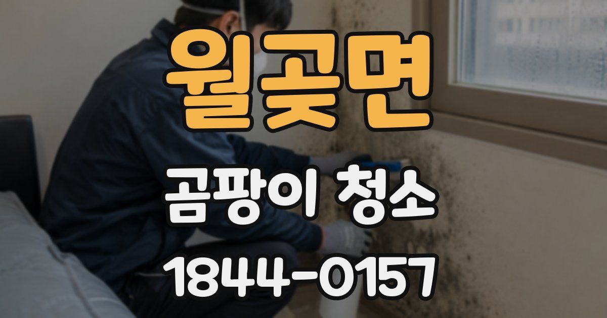 월곶면 곰팡이 청소