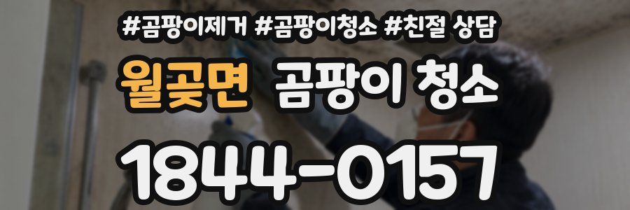 월곶면 곰팡이 청소