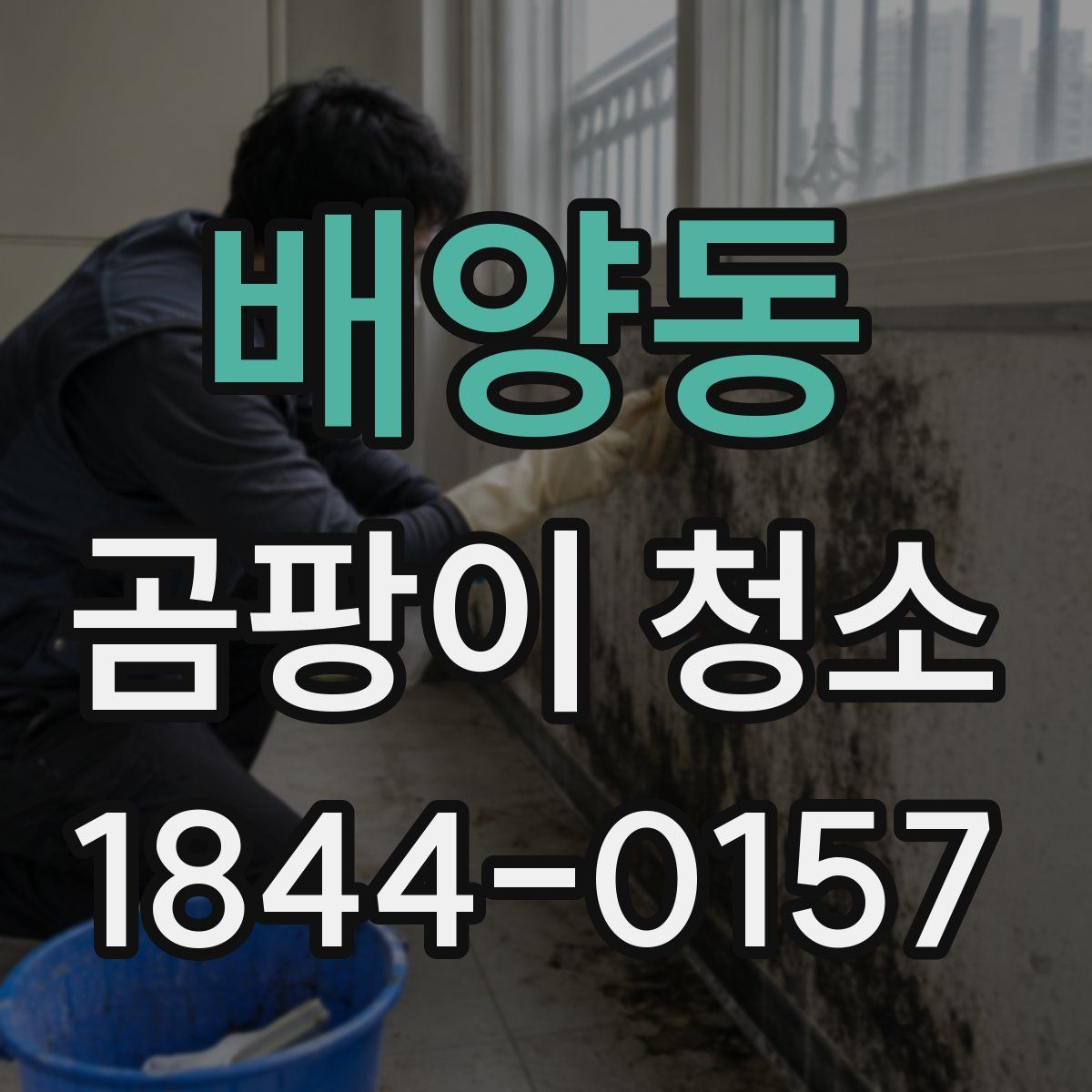 배양동 곰팡이 청소
