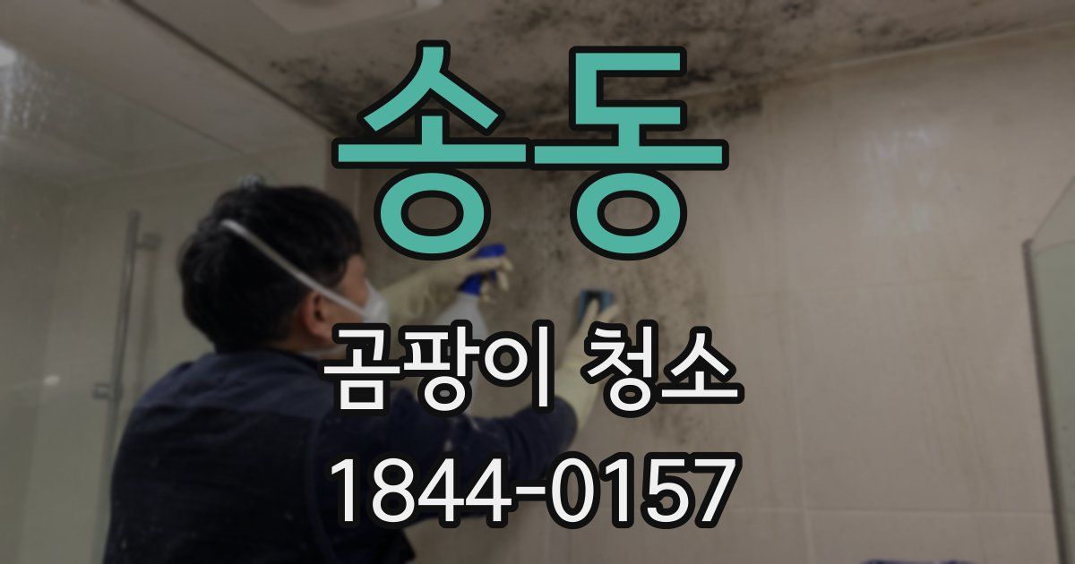 송동 곰팡이 청소