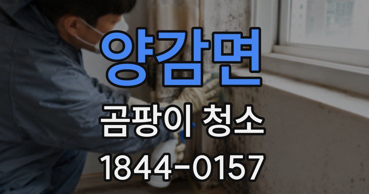 양감면 곰팡이 청소