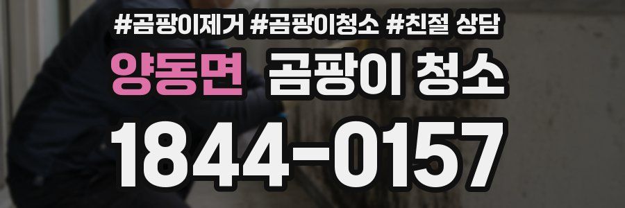양동면 곰팡이 청소