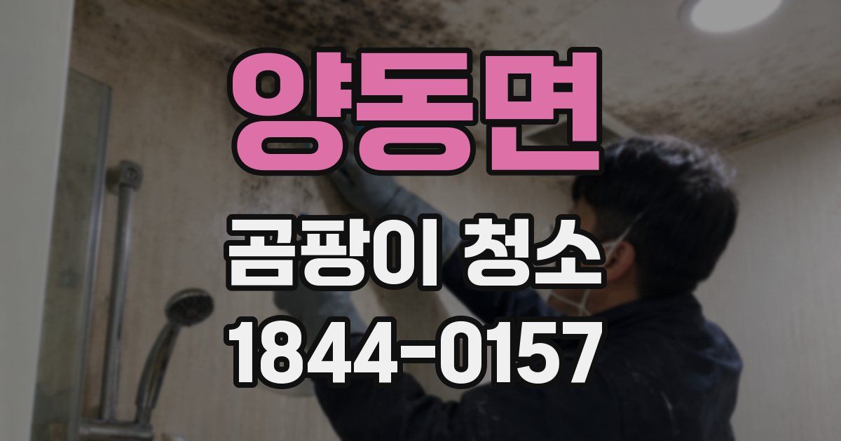 양동면 곰팡이 청소