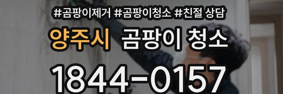 양주시 곰팡이 청소