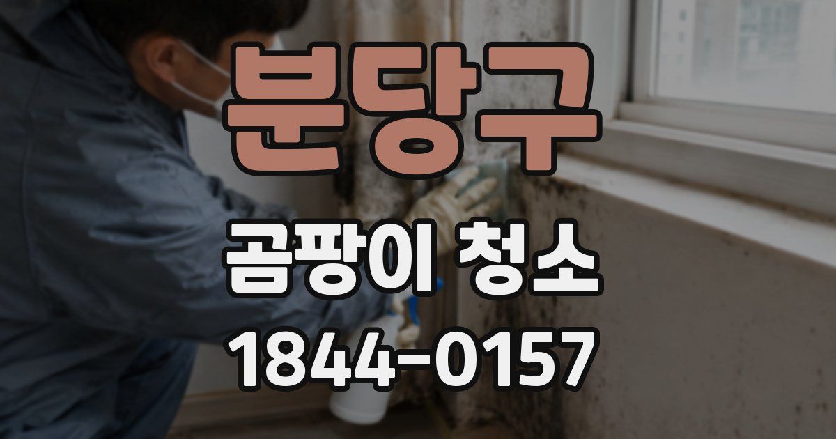 분당구 곰팡이 청소