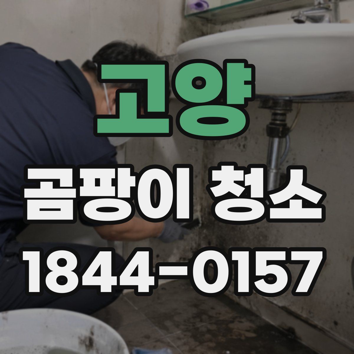 고양 곰팡이 청소