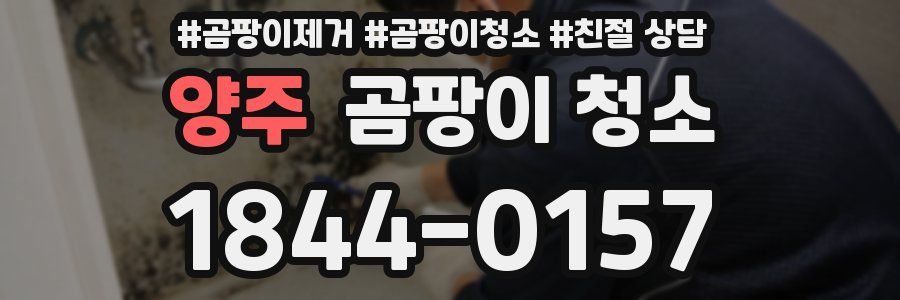 양주 곰팡이 청소