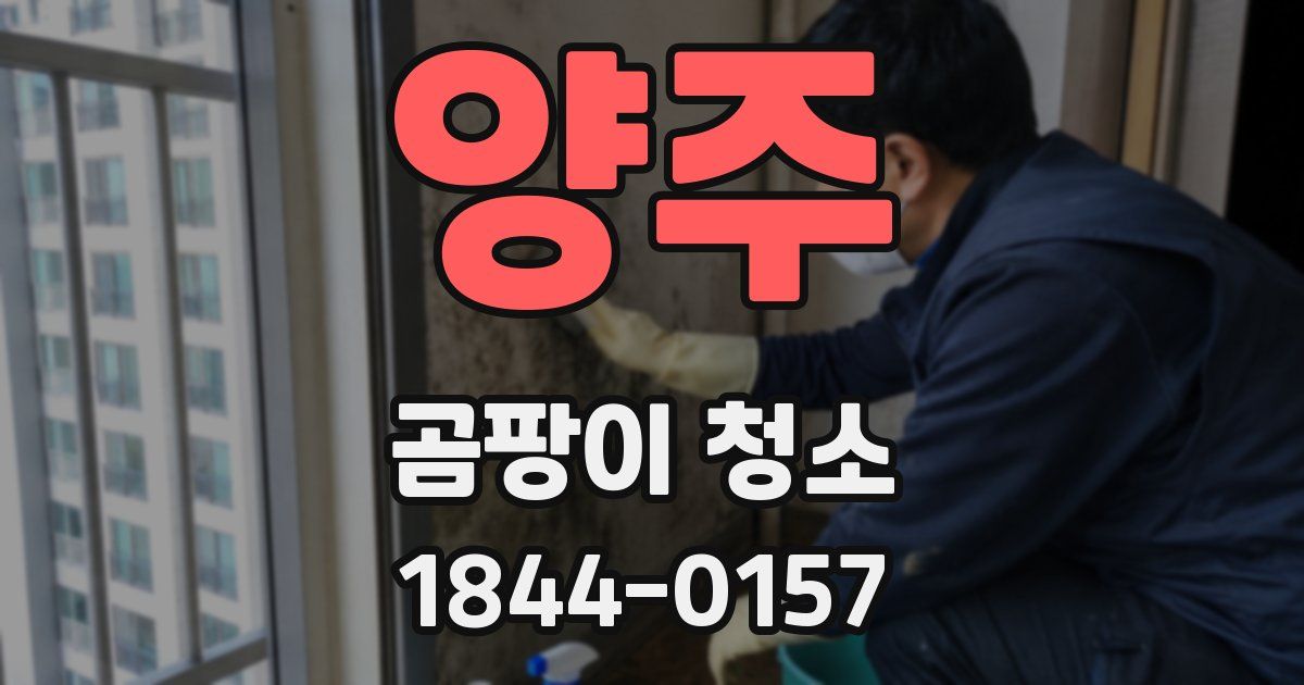양주 곰팡이 청소