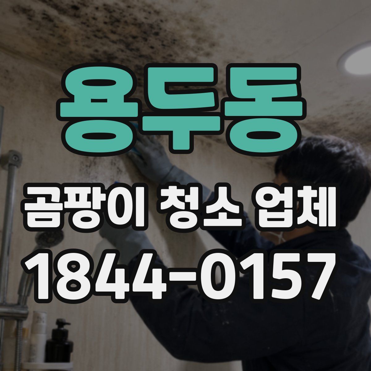 용두동 곰팡이 청소 업체