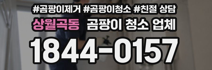 상월곡동 곰팡이 청소 업체