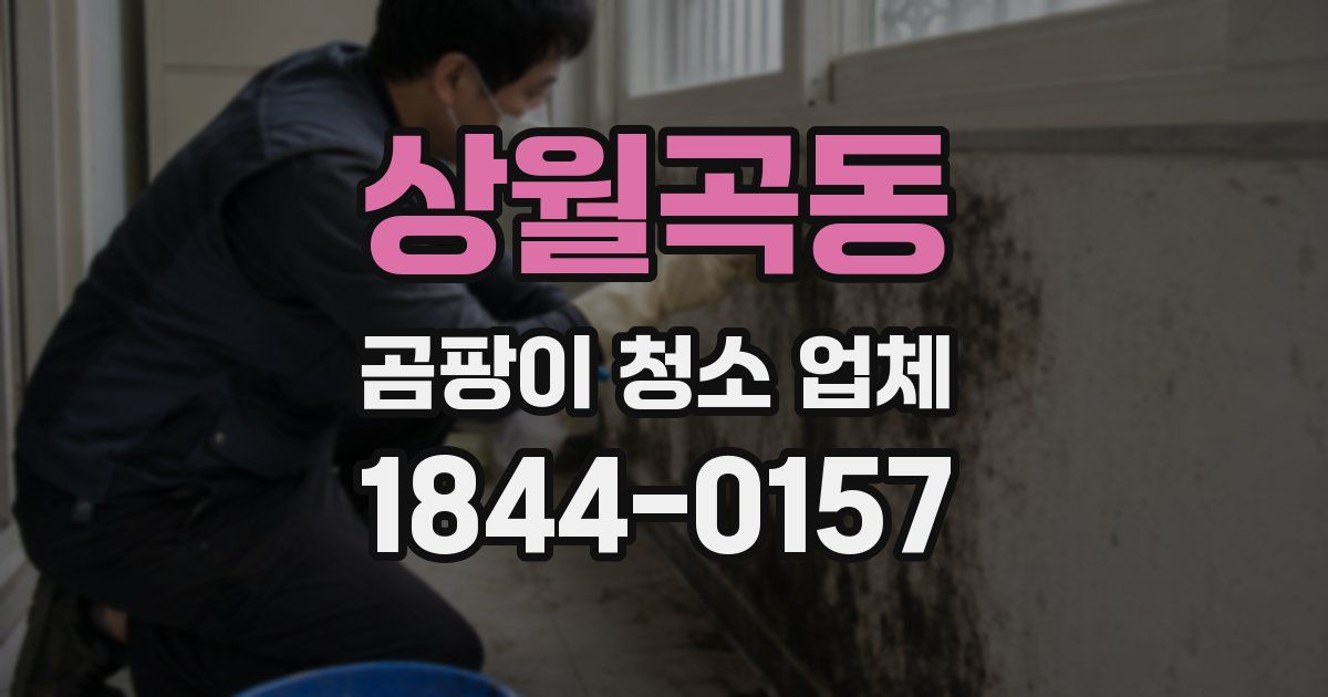 상월곡동 곰팡이 청소 업체