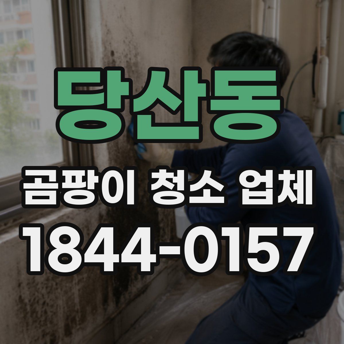 당산동 곰팡이 청소 업체