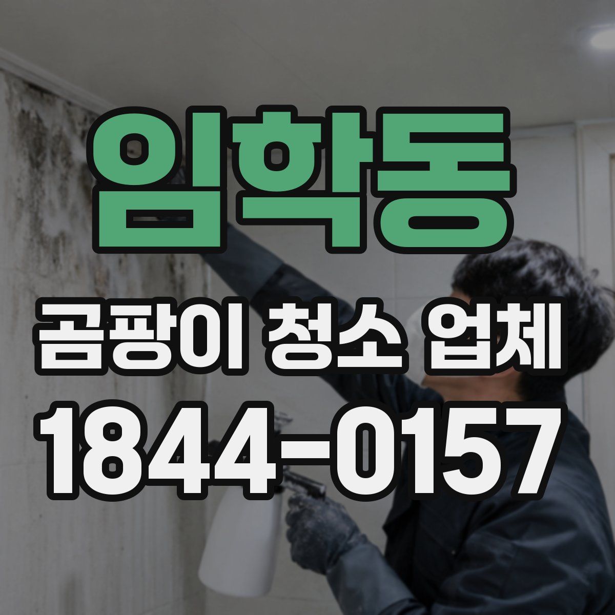 임학동 곰팡이 청소 업체