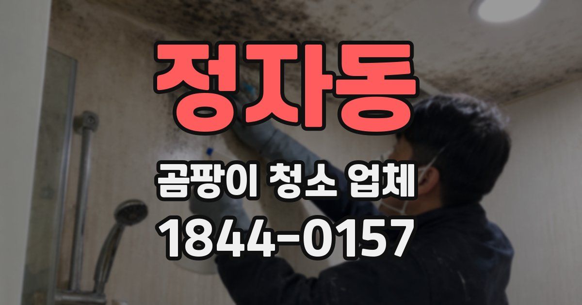 정자동 곰팡이 청소 업체