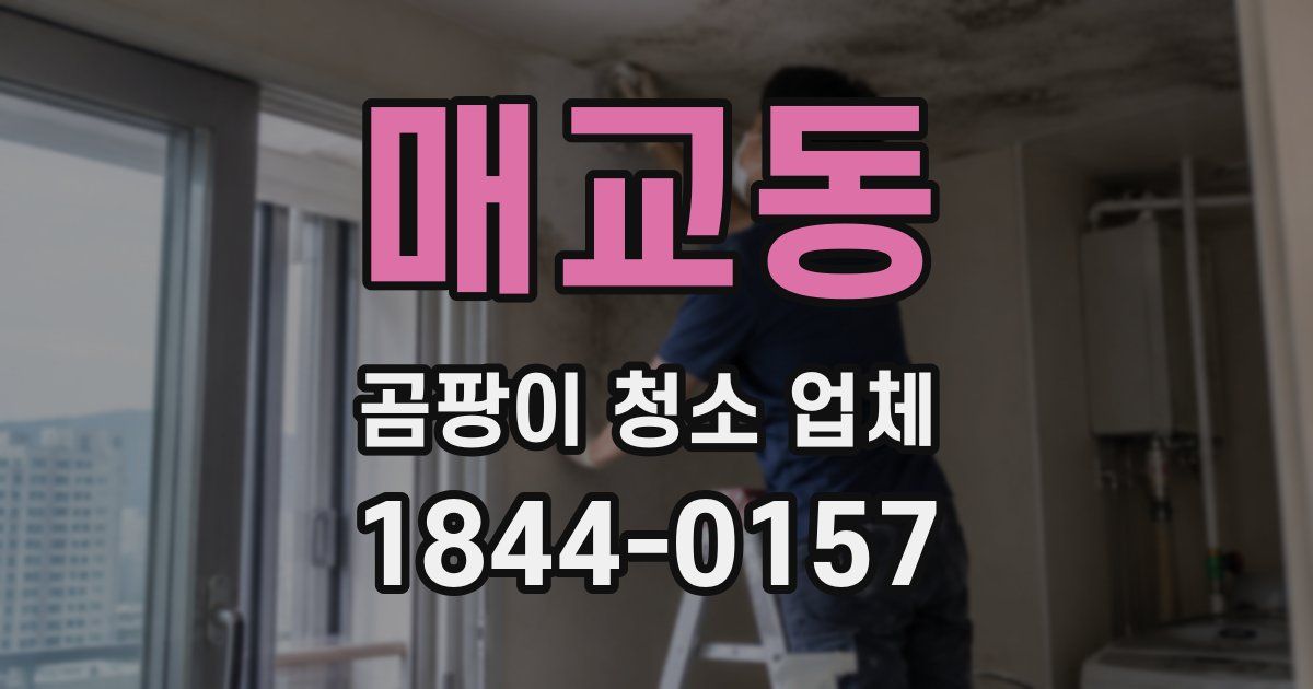 매교동 곰팡이 청소 업체